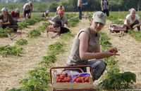Понад 700 тисяч українців працює в Польщі – і це тільки легально