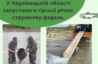 В гірські річки Буковини запустили струмкову форель