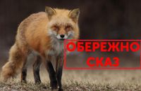 На Коломийщині через скаженого лиса розпочали вакцинувати свійських тварин