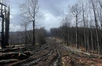 На Закарпатті вирубали праліси для дороги до майбутнього вітропарку