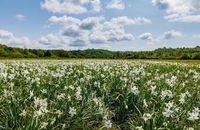 На Закарпатті розквітла Долина нарцисів (ФОТО)